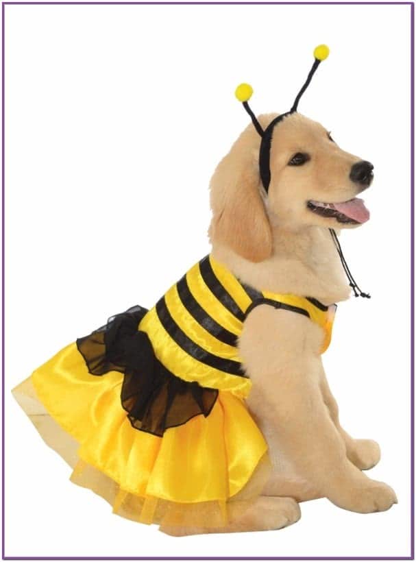 Костюм пчелы для собаки