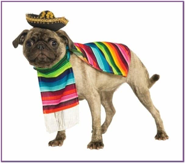 Мексиканский костюм для собаки